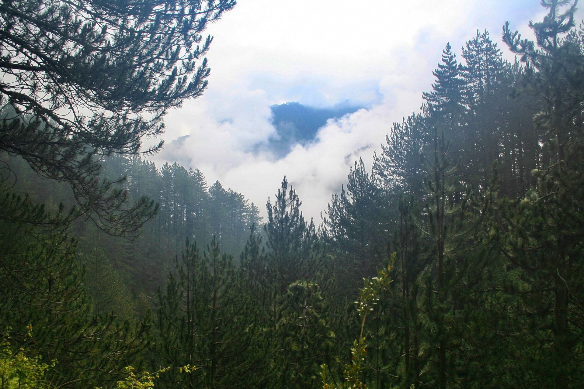 Fog in the hills