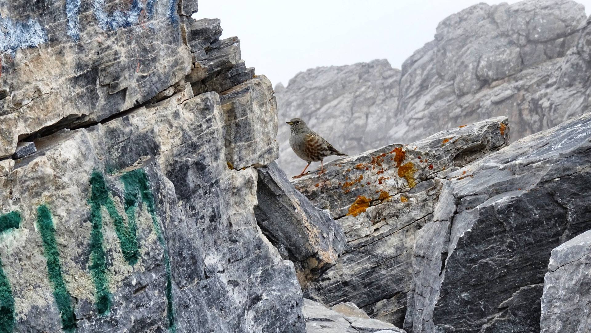 This birds have a rest 2.900 meters high