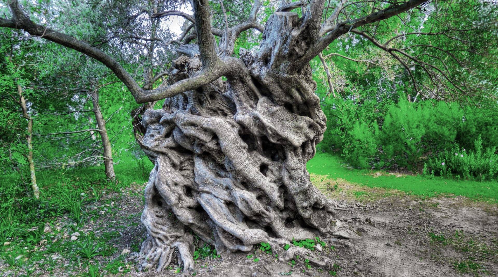 An olive tree, thousand years old
