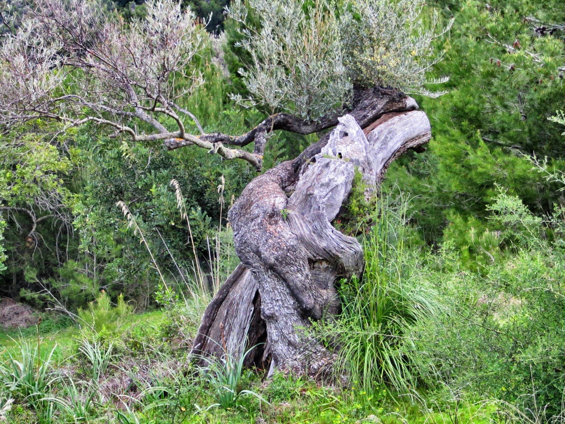 This olive tree looks like he is hugging himself