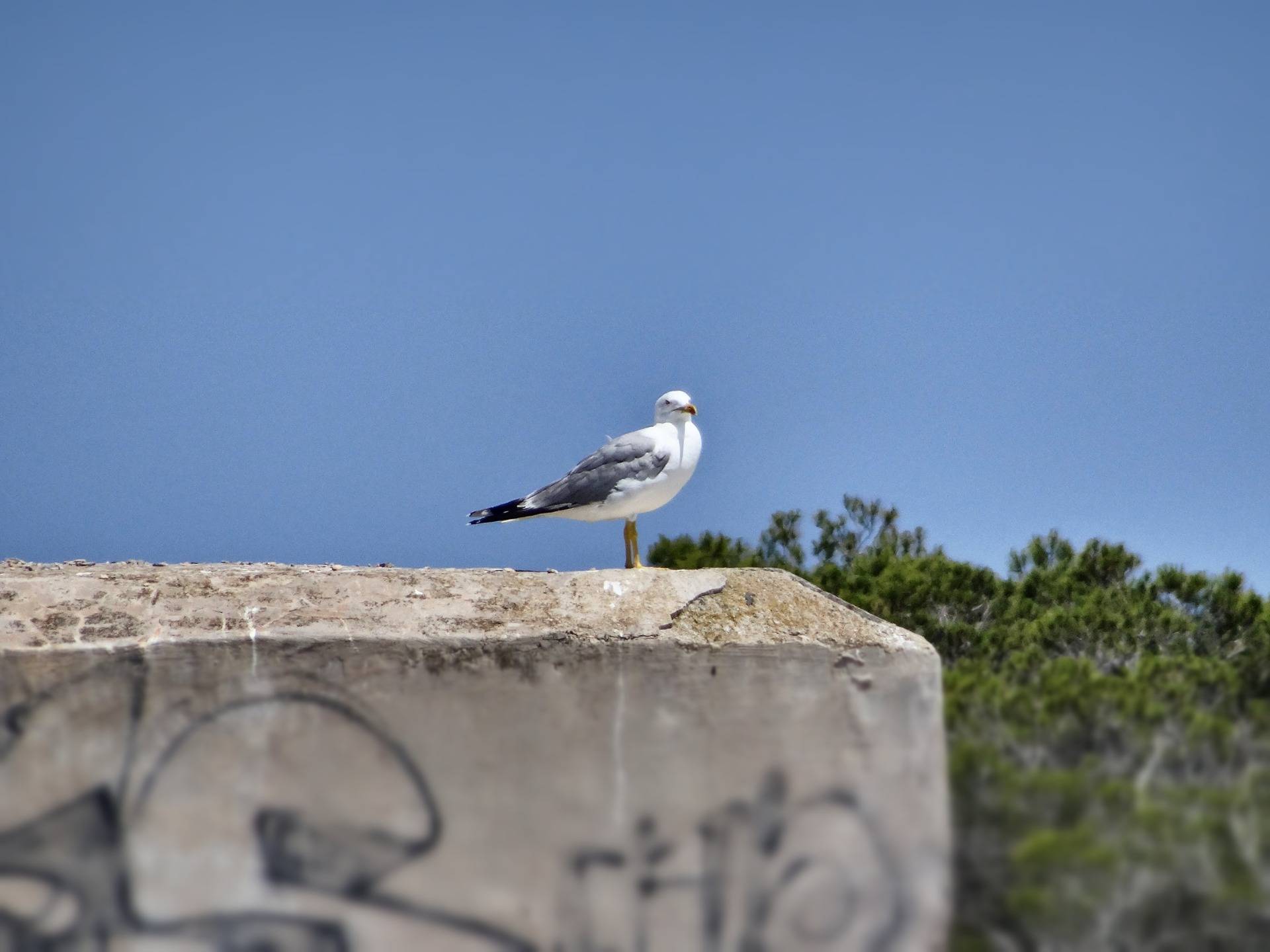 A seagull on concrete, proud of her home base is seems