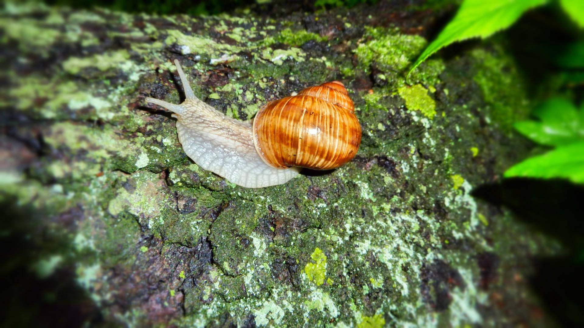 A snail by night