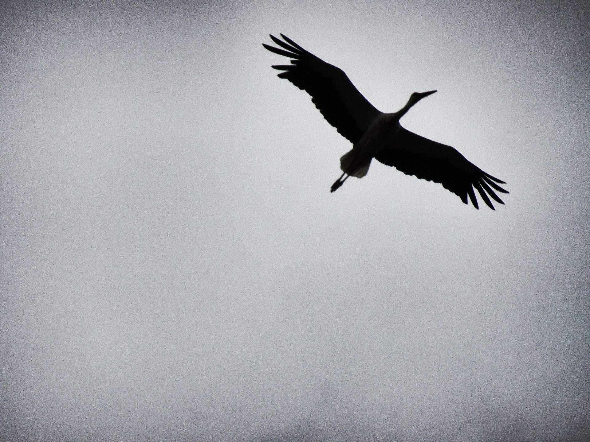 A stork over us like every day