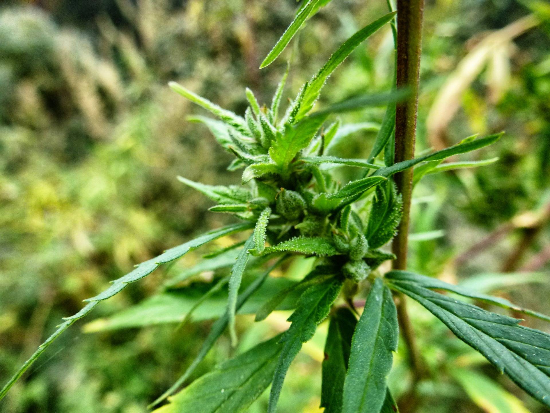 Albania: Walking through the fields of weed