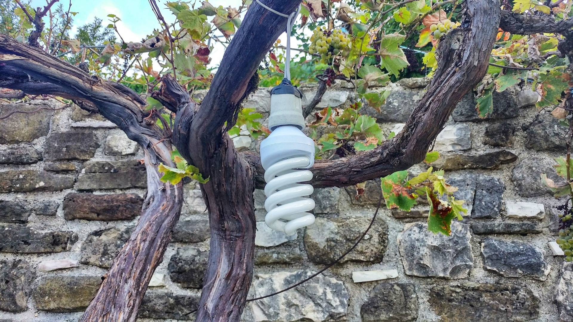 An energy saving lamp, tied to a tree