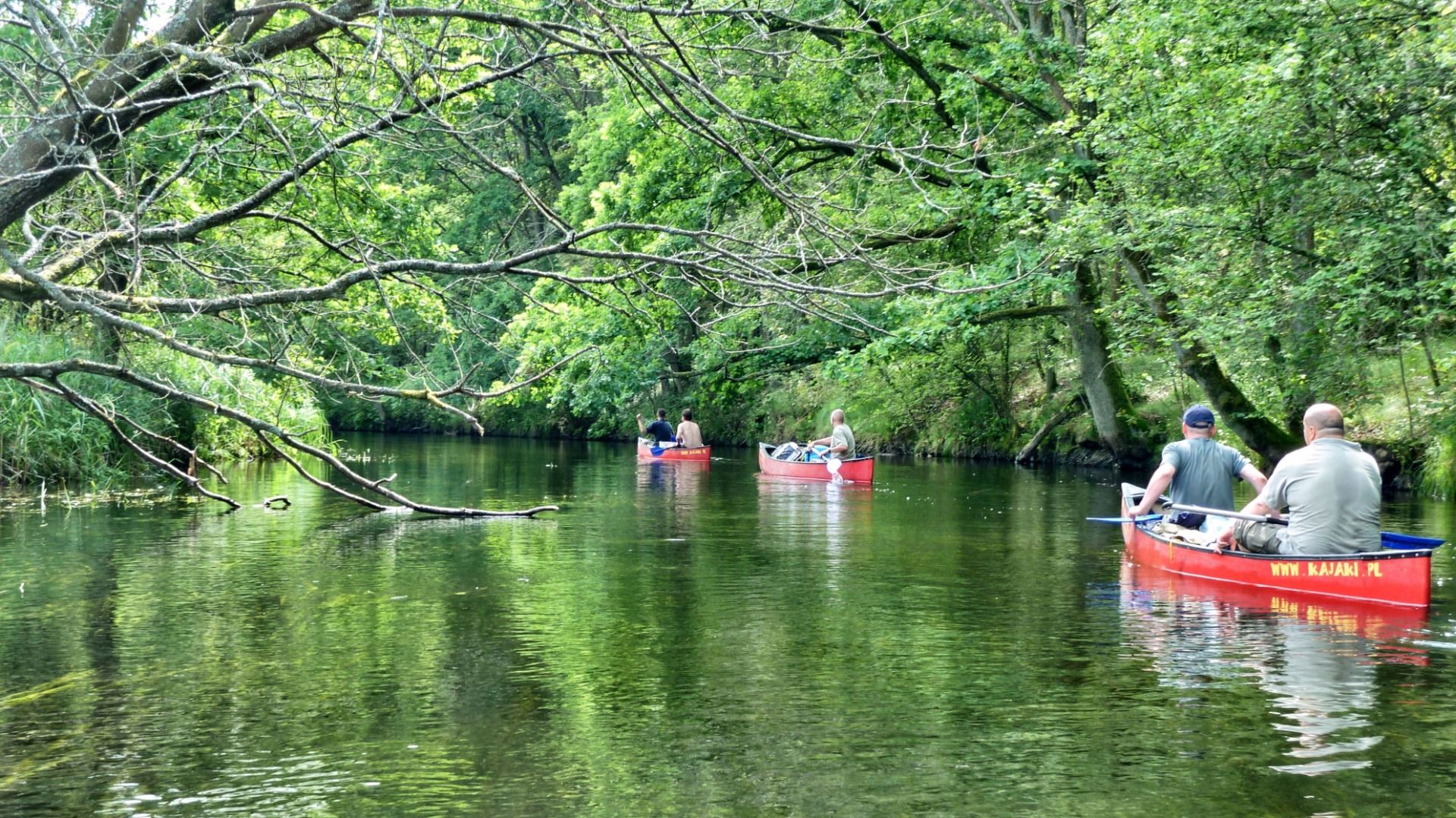 The green wood and the green water