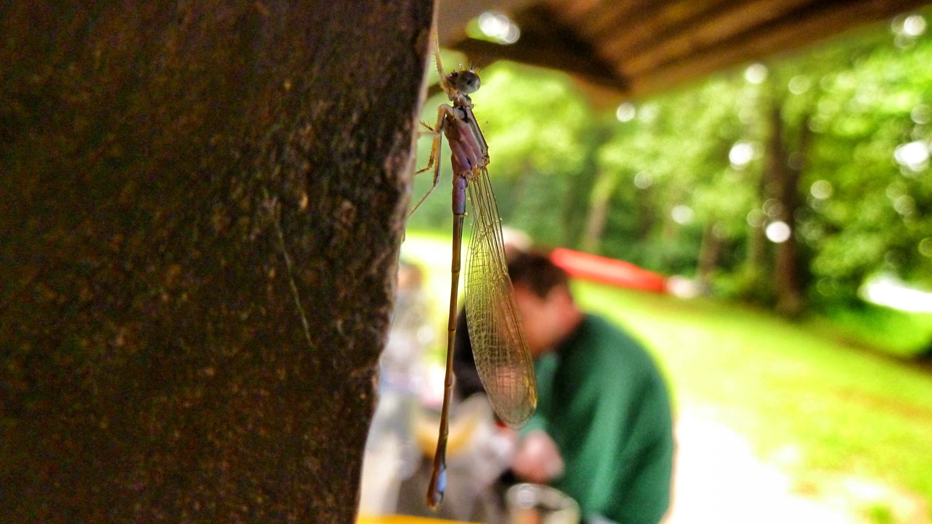 A really cool Mantis