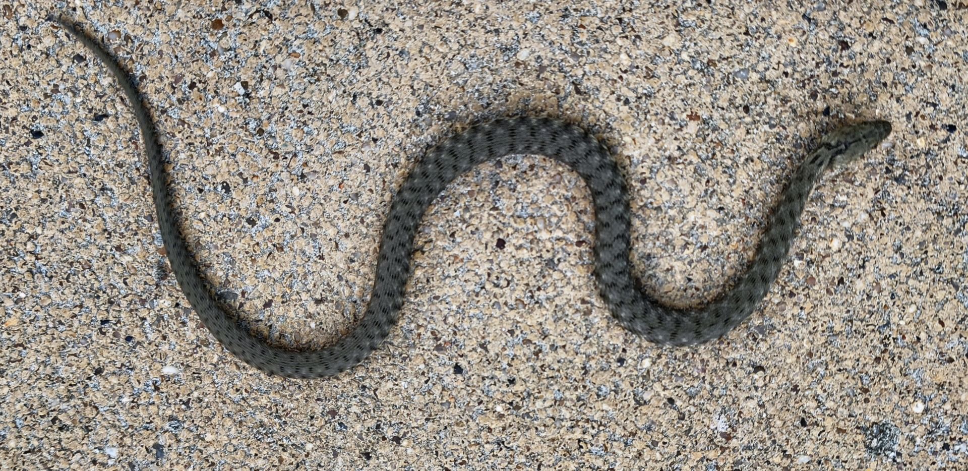 After season the animal are coming out