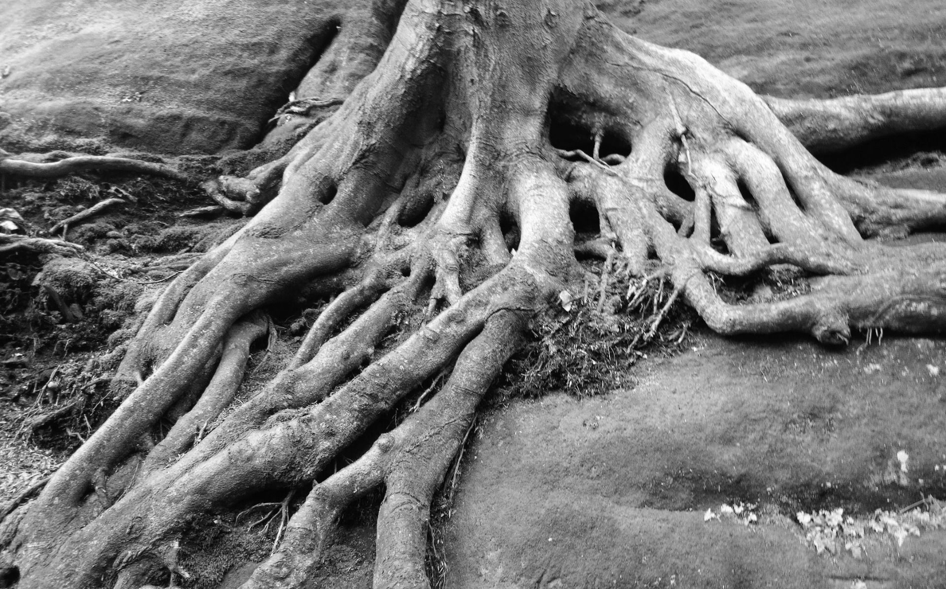 Like snakes the roots meandering over the surface