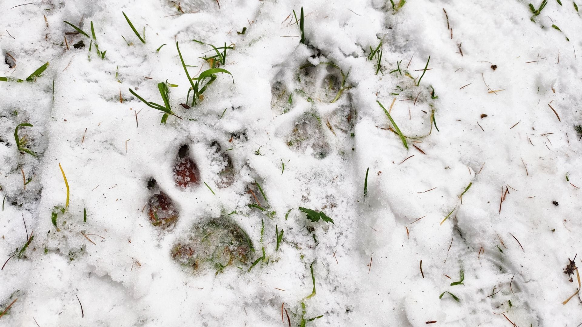 Deep in the woods we found this traces of a lynx