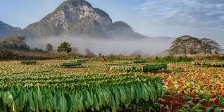 Tobacco Farm