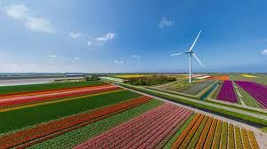Tulip fields