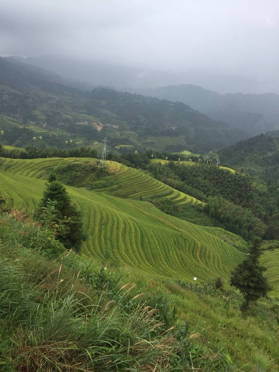 Rice terraces of Longji