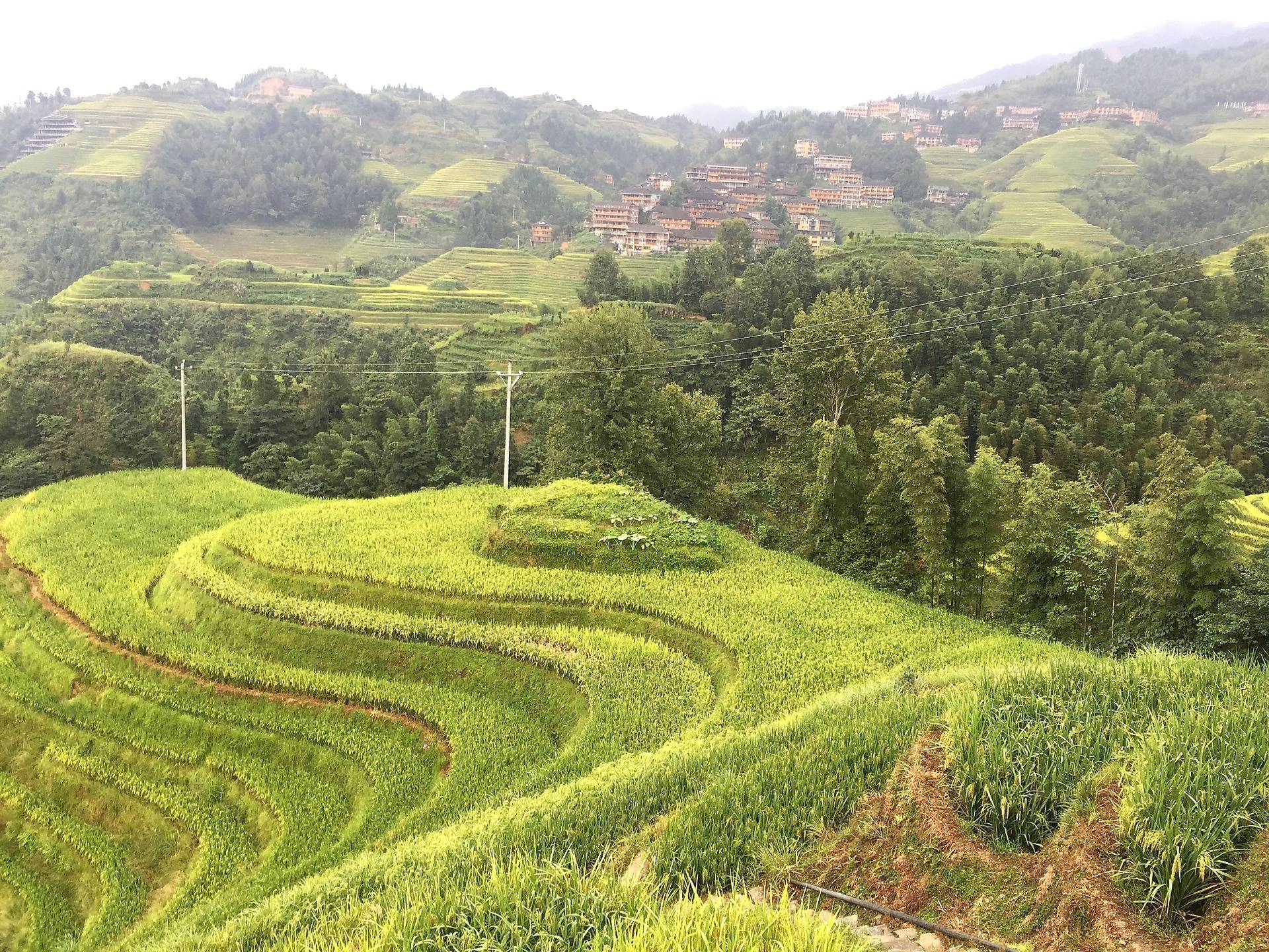 A trip to Guilin. Part 2. Rice terraces of Longji.