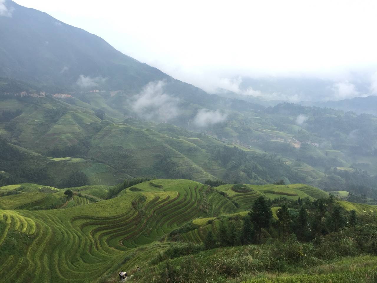 Rice terraces of Longji