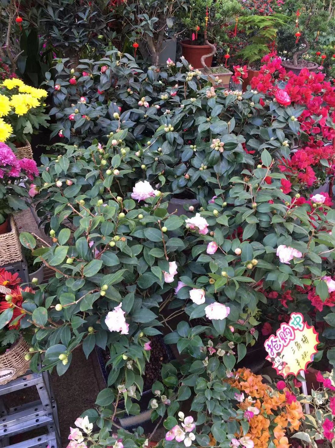Flower shop next to the house, Huizhou, South China