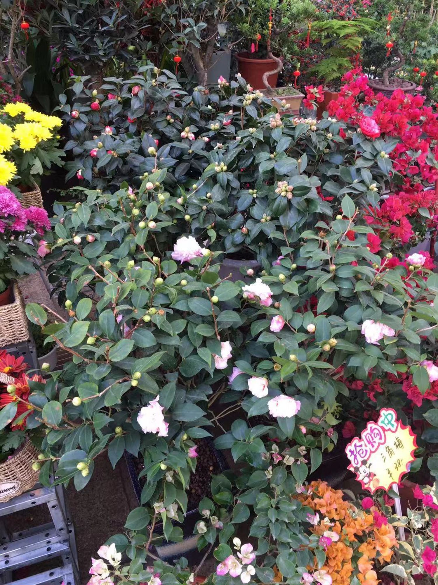 Flower shop next to the house, Huizhou, South China