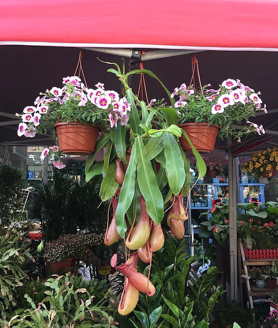 Flower shop next to the house, Huizhou, South China