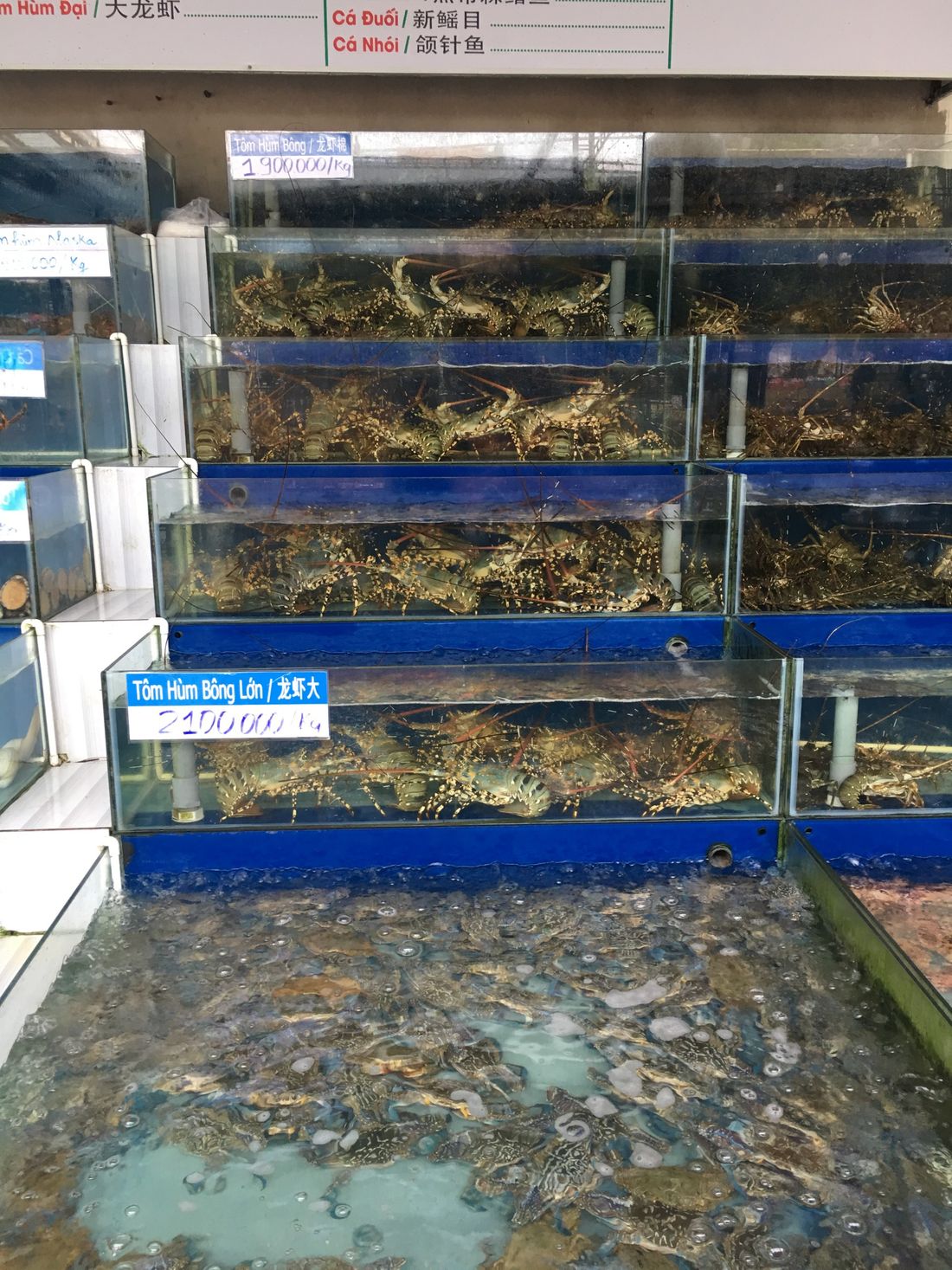 Fish restaurants in Da Nang