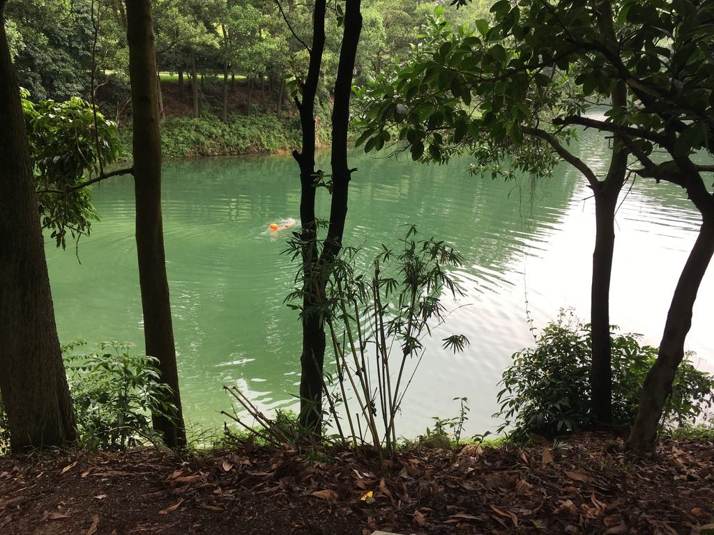 Red flower lake. Part 1.