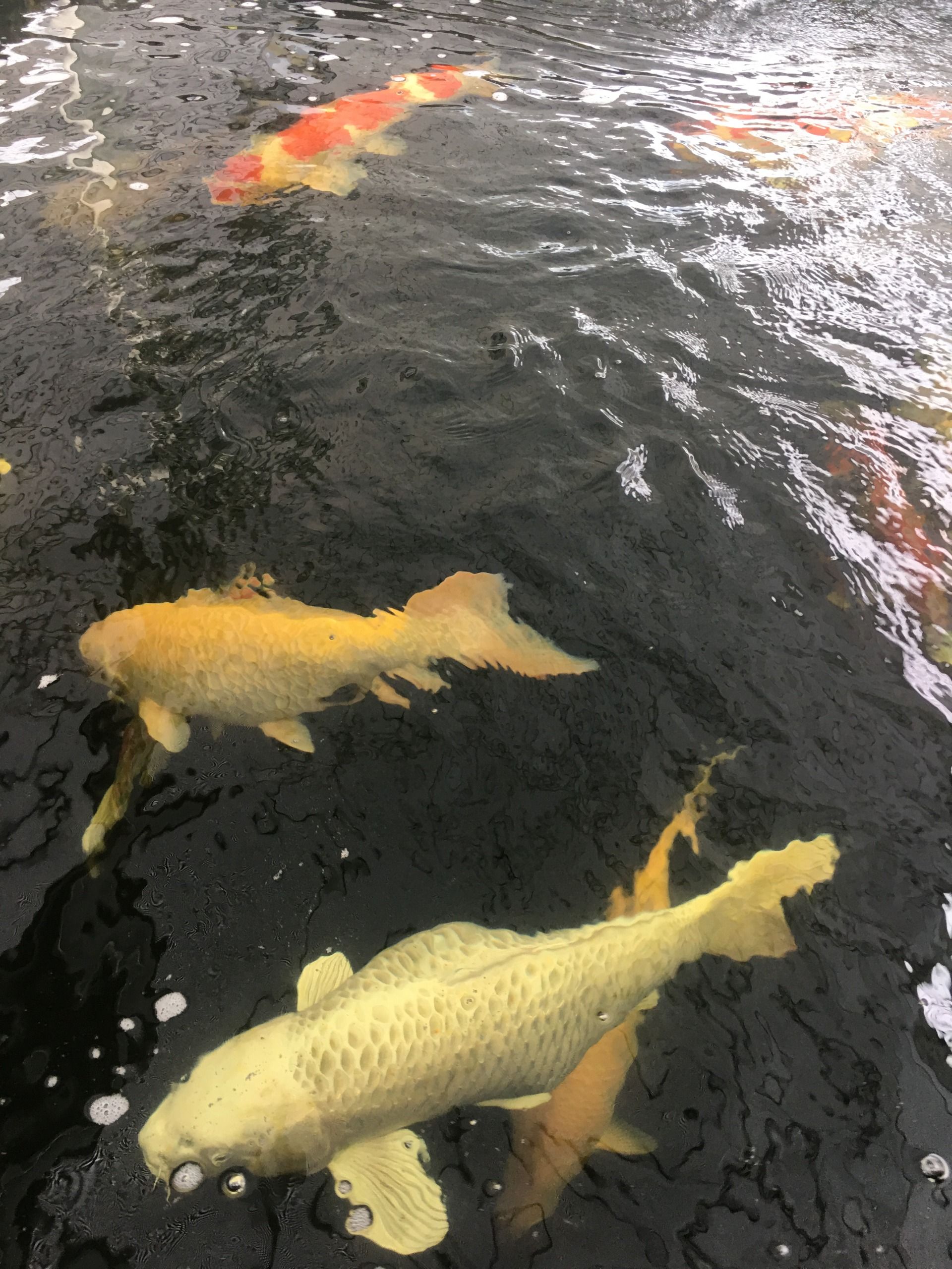 Zhongshan. Part 3. Fish farm. Fry.