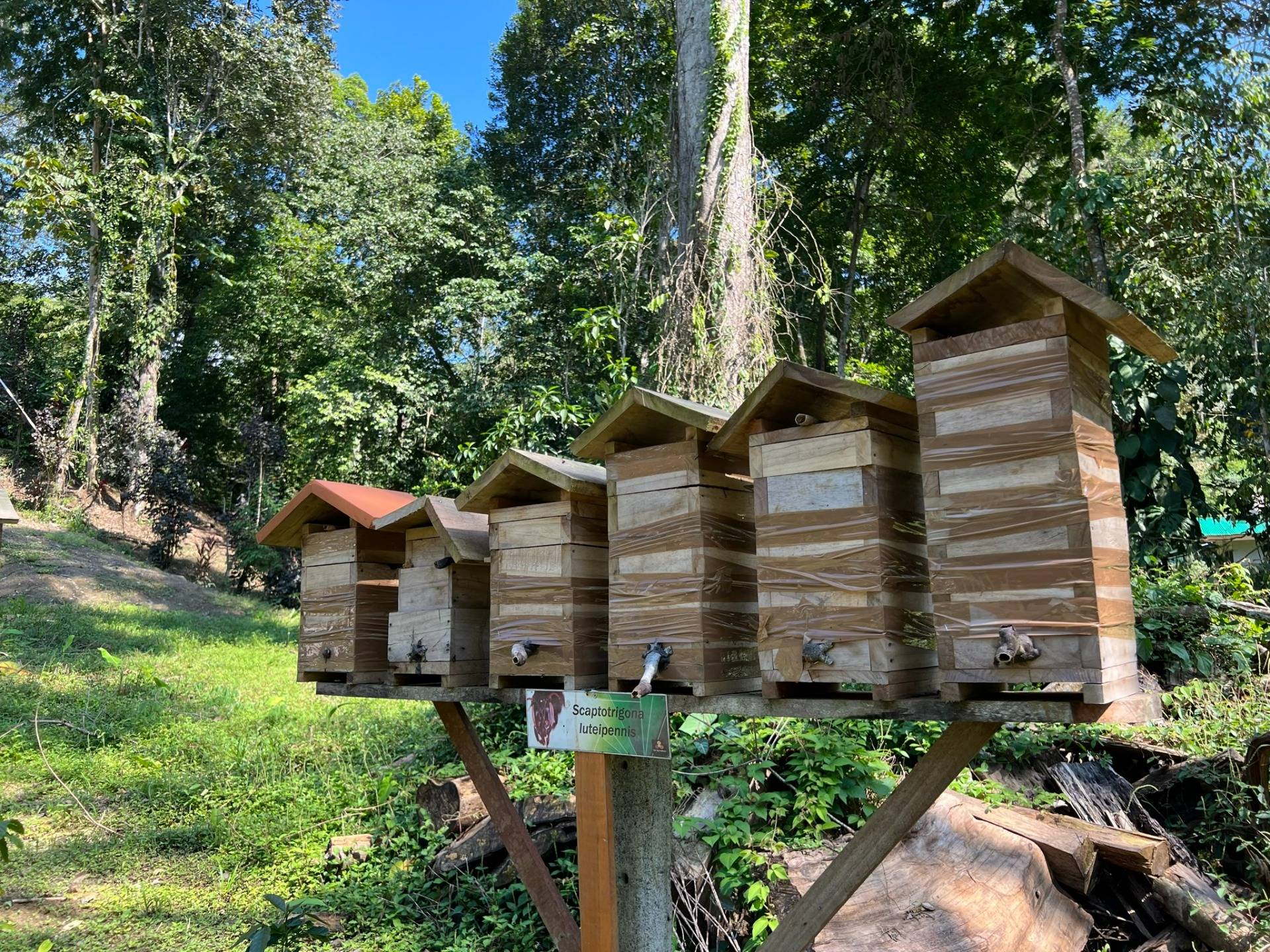 Excursion to the apiary with bees without stingers in Costa Rica. Cruise in the Southern Caribbean.