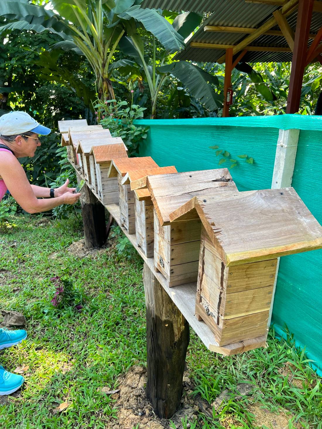 Excursion to the apiary with bees without stingers in Costa Rica. Cruise in the Southern Caribbean.