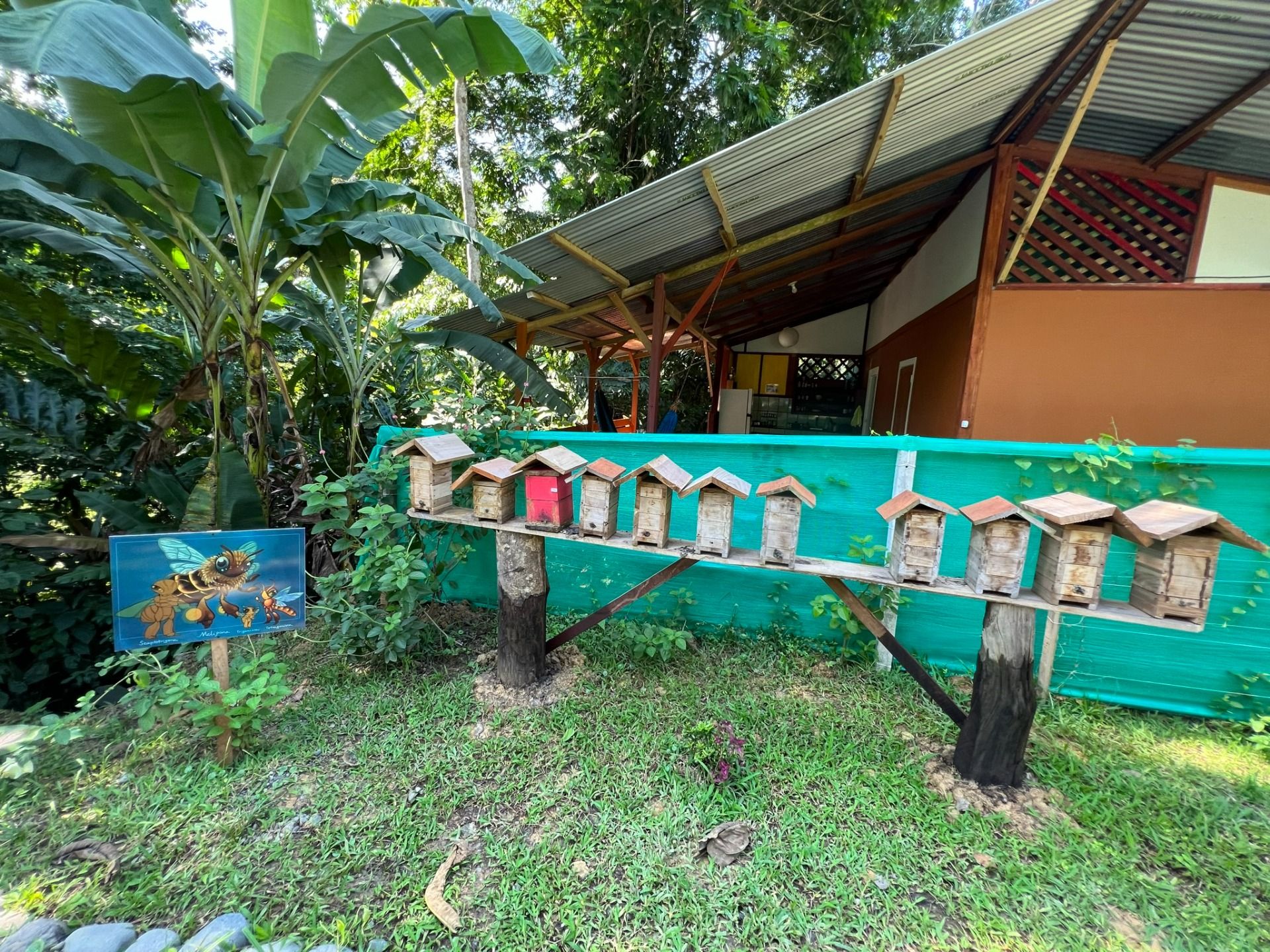 Excursion to the apiary with bees without stingers in Costa Rica. Cruise in the Southern Caribbean.
