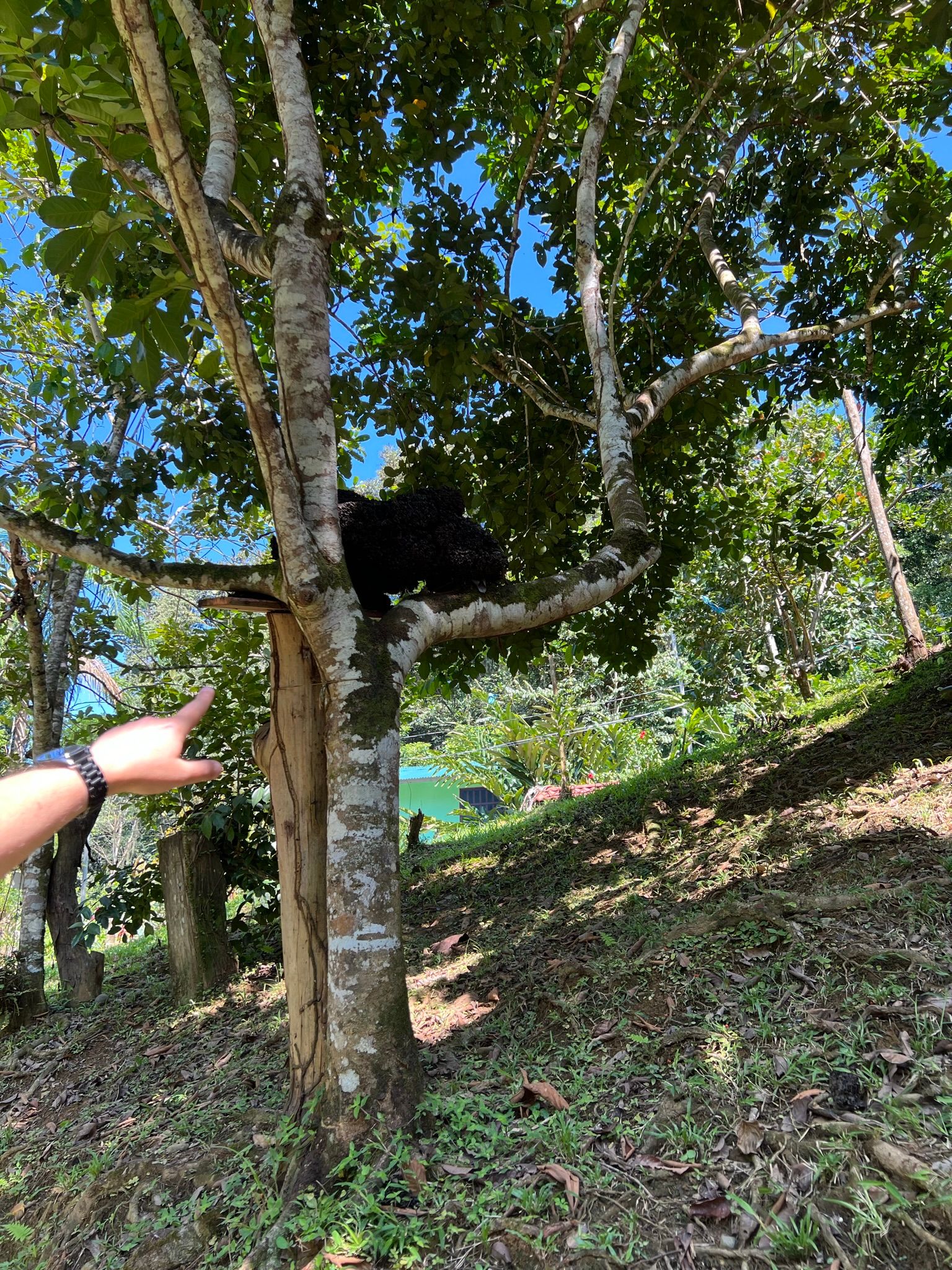 Excursion to the apiary with bees without stingers in Costa Rica. Cruise in the Southern Caribbean.
