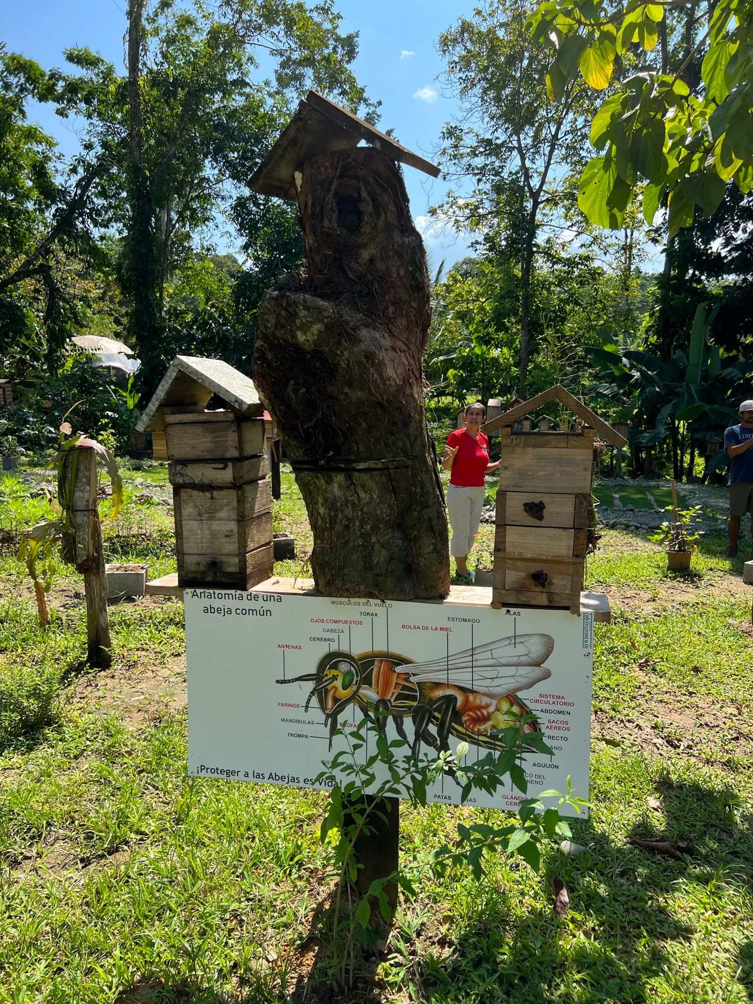 Excursion to the apiary with bees without stingers in Costa Rica. Cruise in the Southern Caribbean.