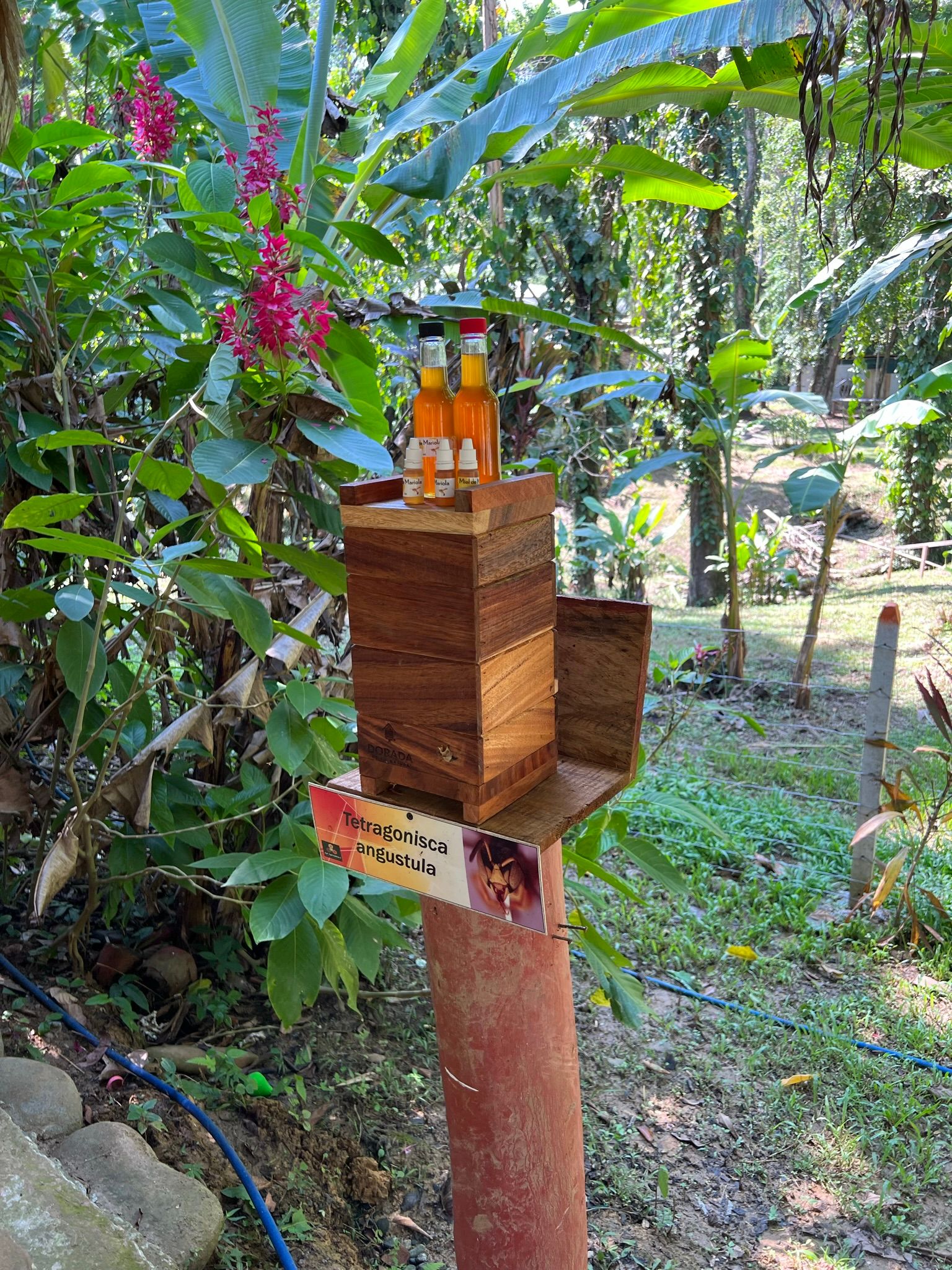 Excursion to the apiary with bees without stingers in Costa Rica. Cruise in the Southern Caribbean.