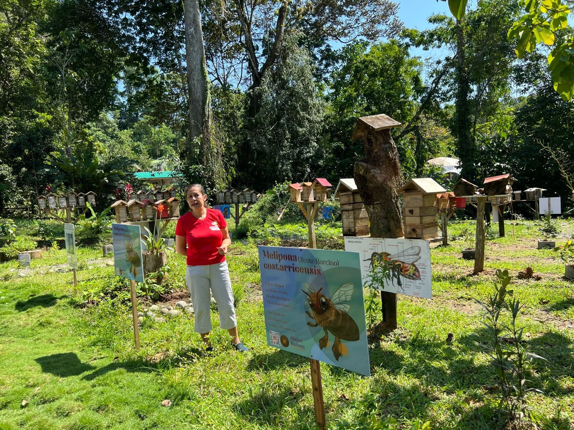 Excursion to the apiary with bees without stingers in Costa Rica. Cruise in the Southern Caribbean.