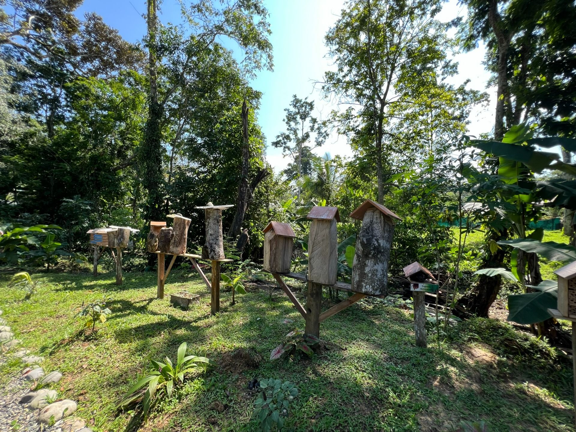 Excursion to the apiary with bees without stingers in Costa Rica. Cruise in the Southern Caribbean. 