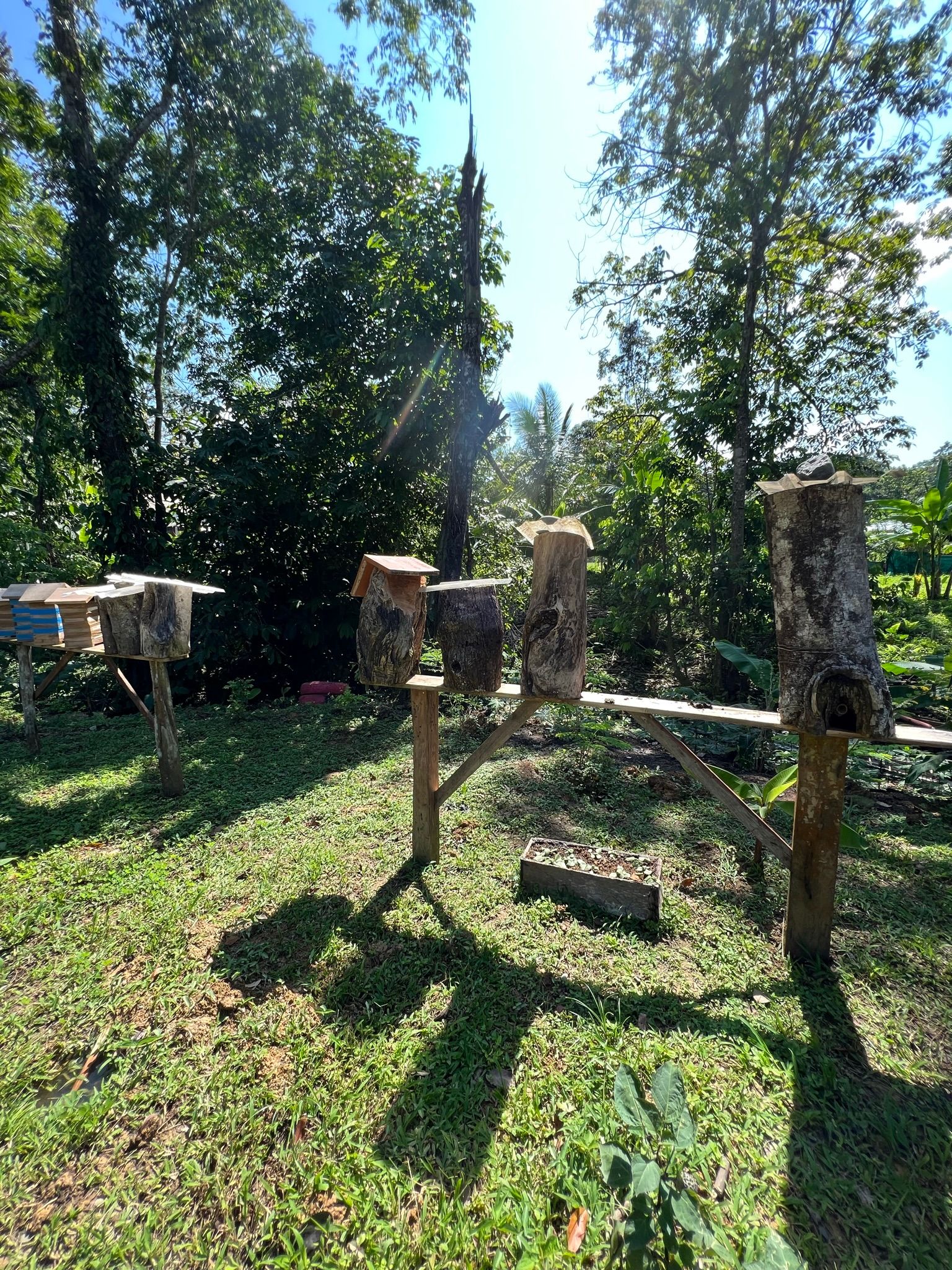 Excursion to the apiary with bees without stingers in Costa Rica. Cruise in the Southern Caribbean.
