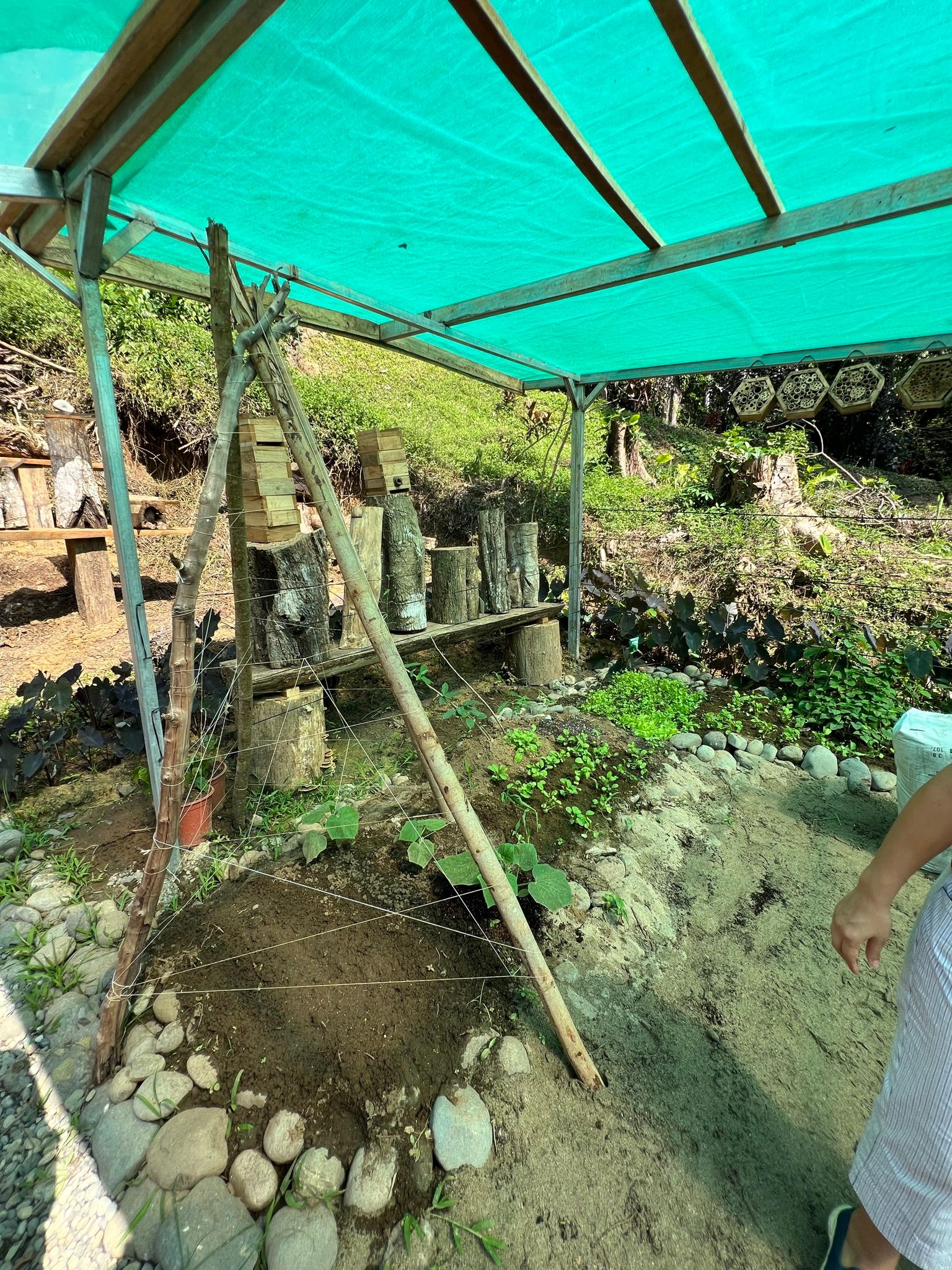 Excursion to the apiary with bees without stingers in Costa Rica. Cruise in the Southern Caribbean.