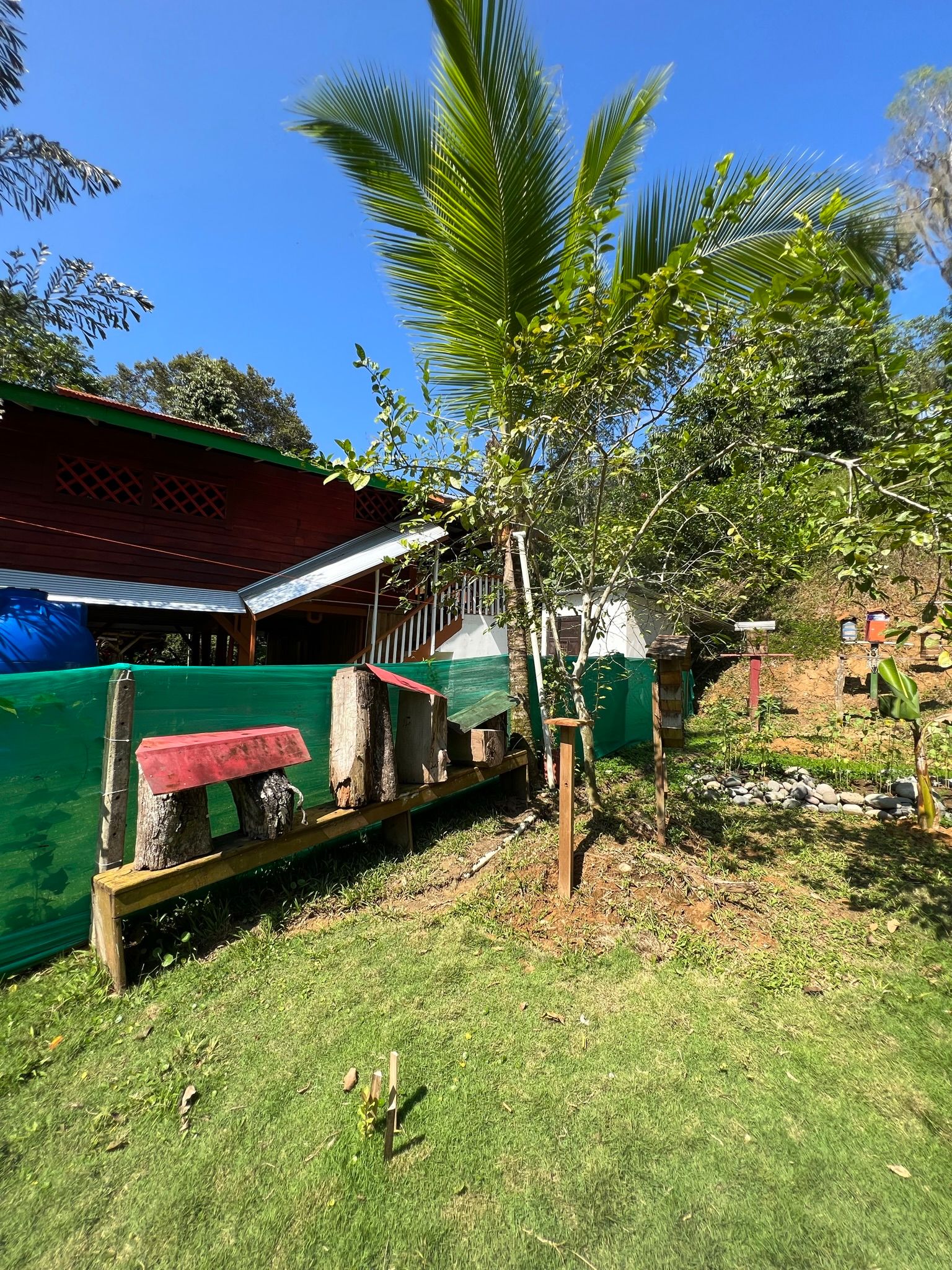 Excursion to the apiary with bees without stingers in Costa Rica. Cruise in the Southern Caribbean.