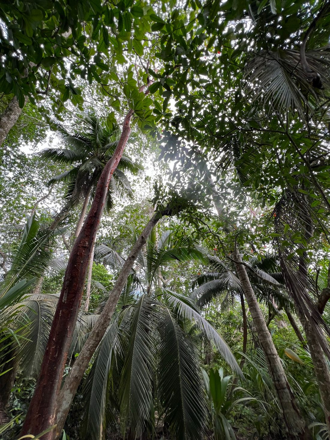 Cahuita National Park. Costa Rica, province of Limon.