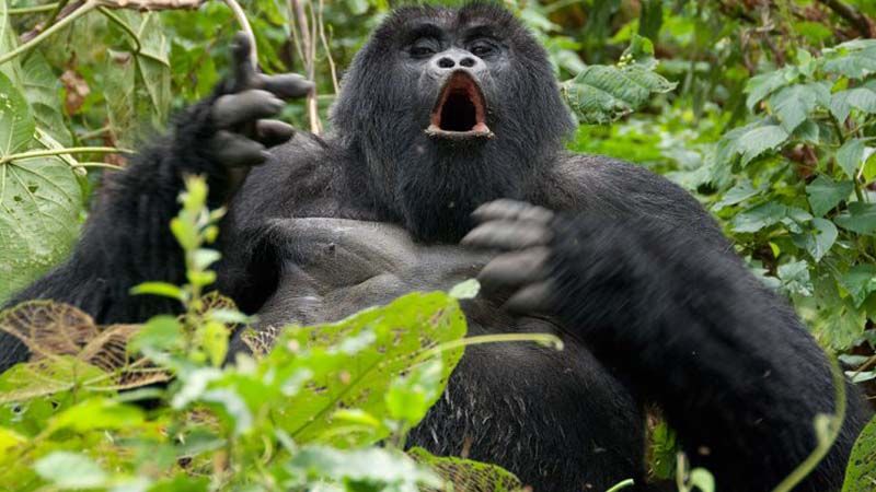 GORILLA TREKKING
