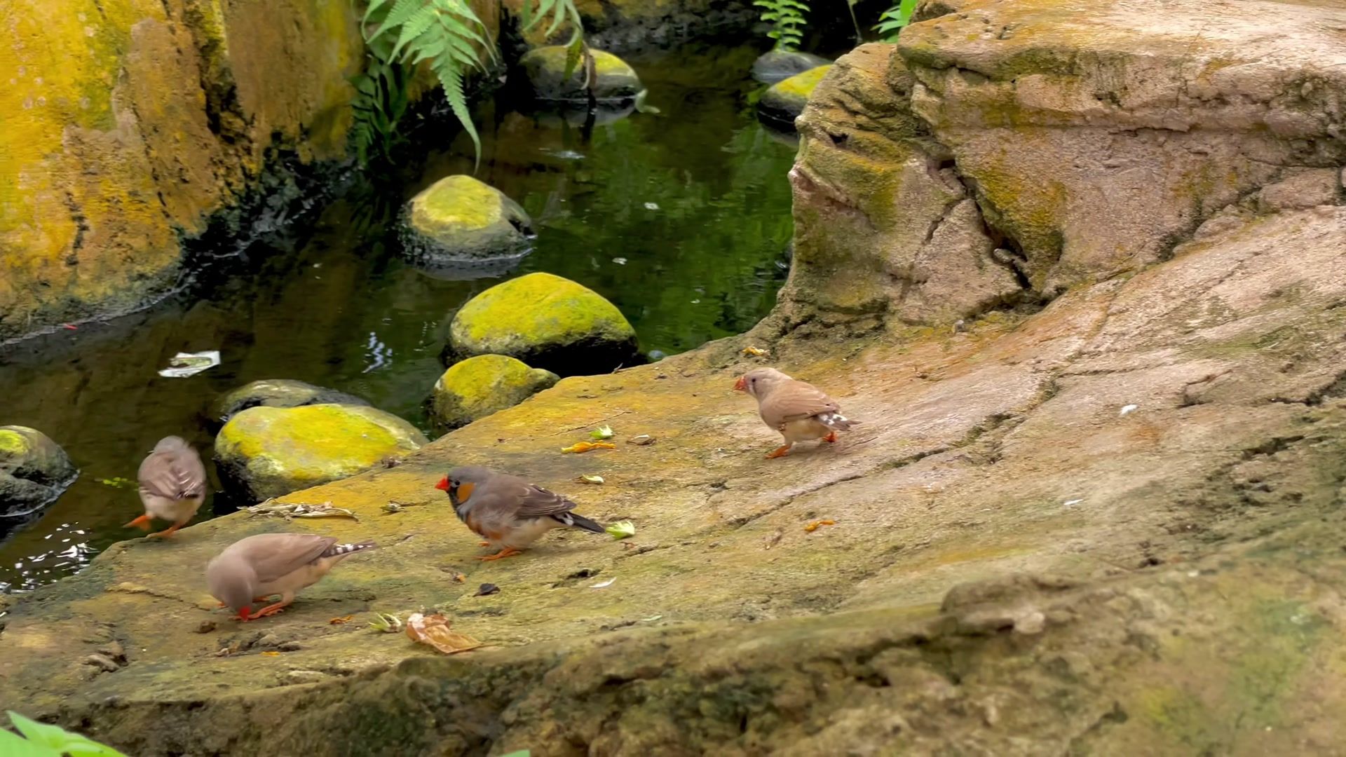 Mariposario de Benalmadena - Butterfly Park, Spain