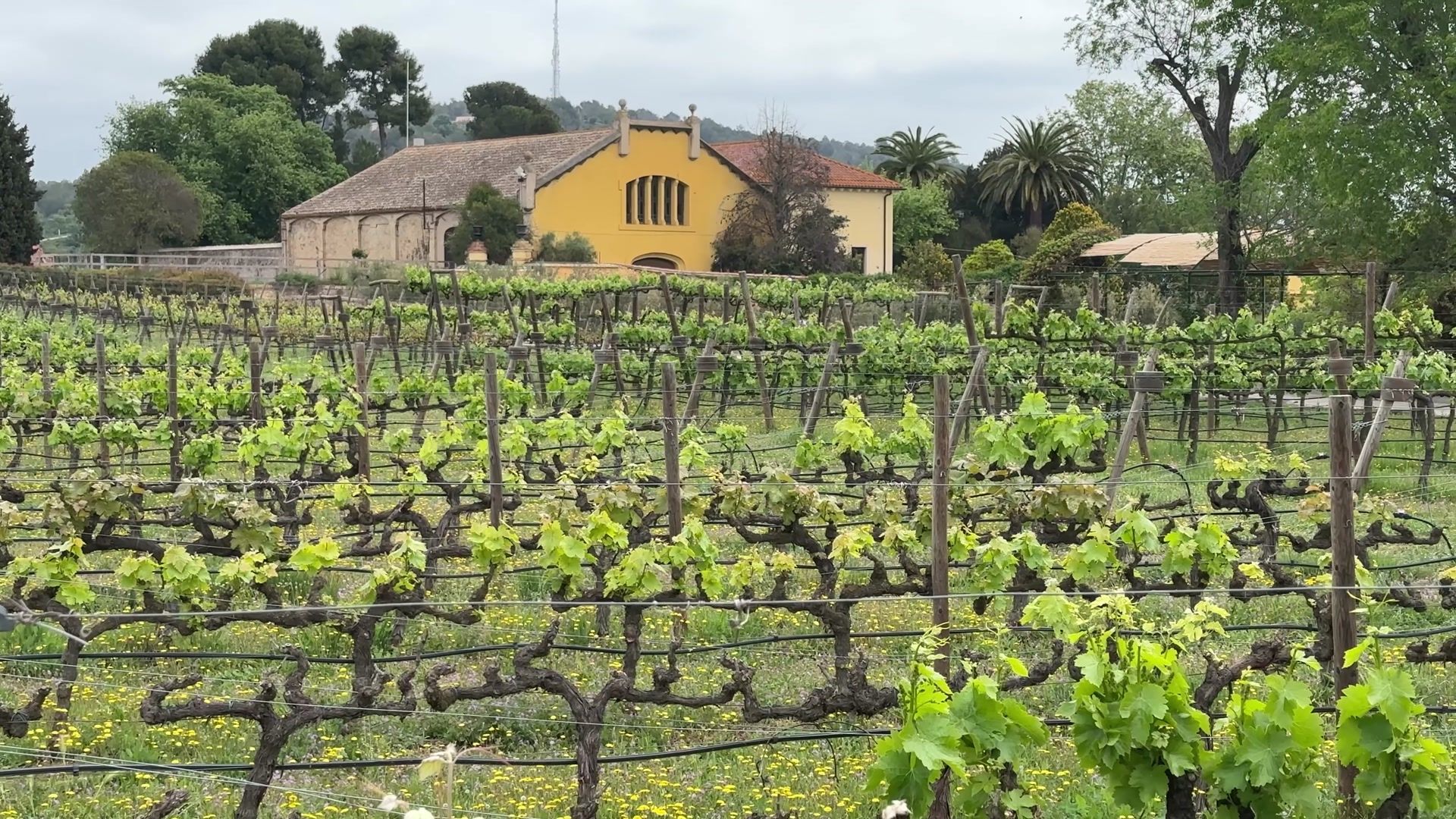 Torres Winery - A Vineyard Visit in Catalonia