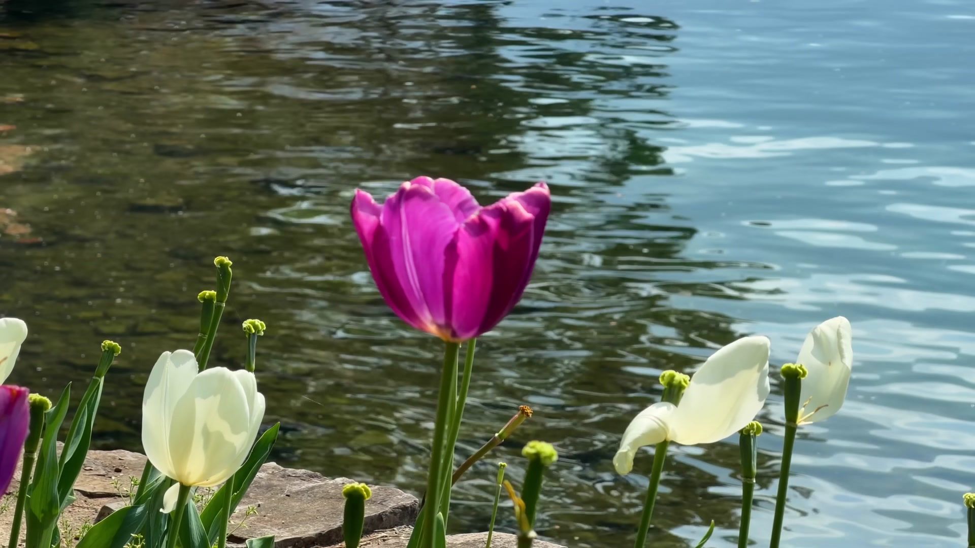 Lugano Diaries #3 - Parco Ciani and Paradiso