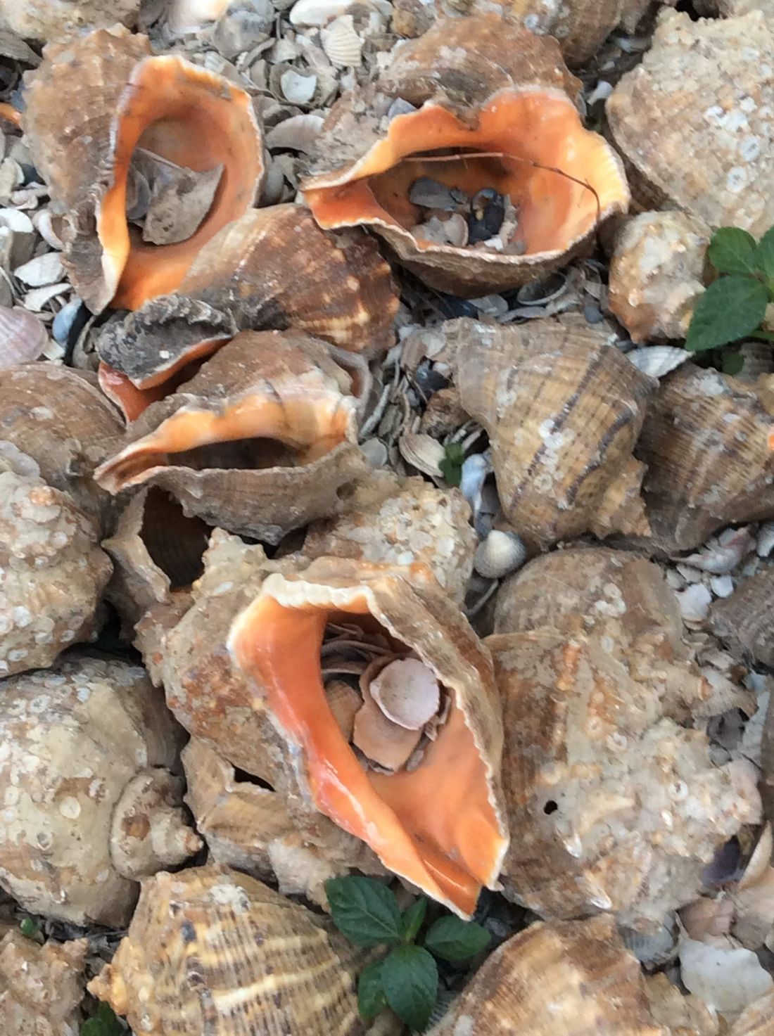 Seashells sprinkled around the perimeter outside the house.