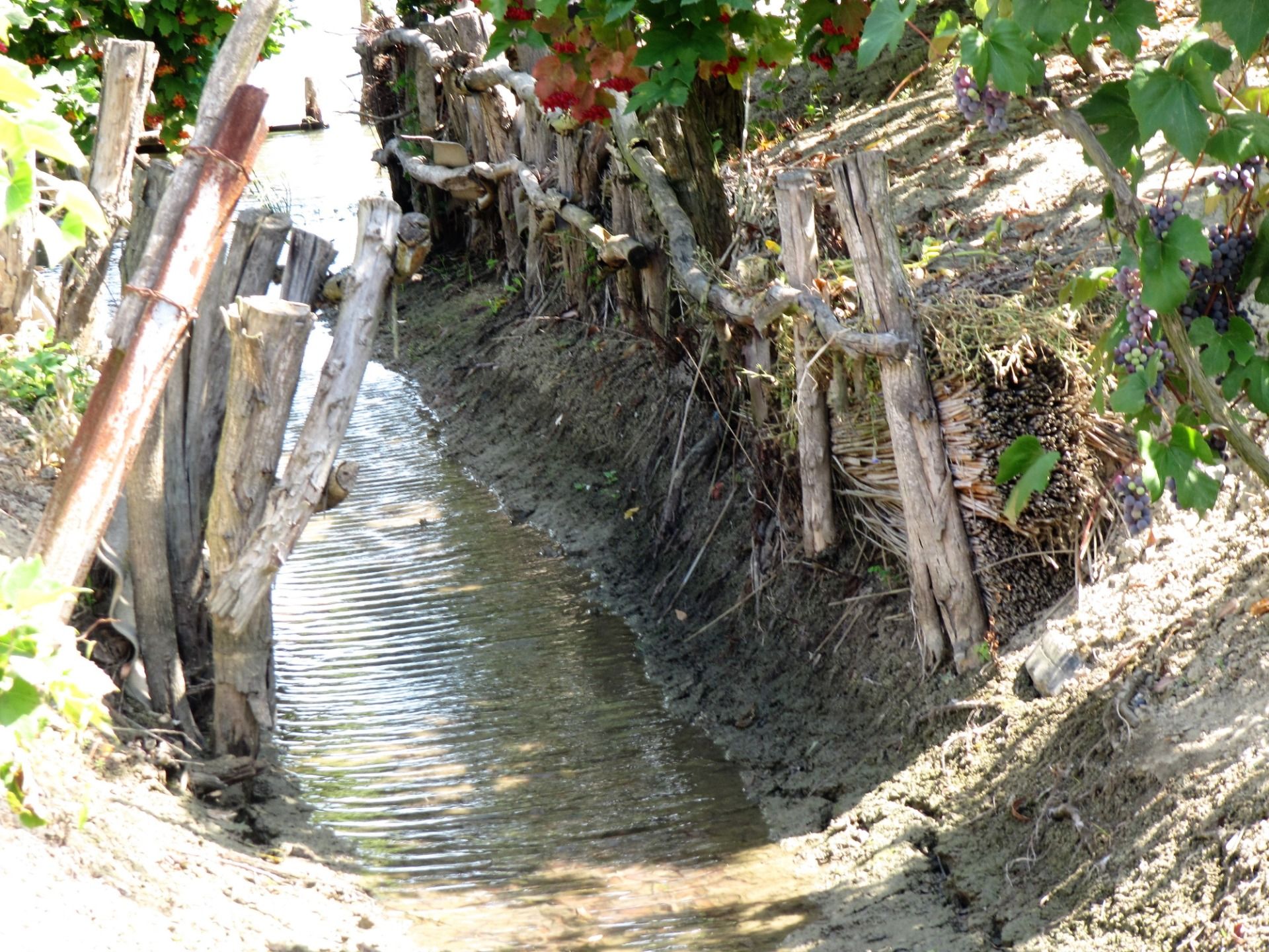 Grapes grow on silt and water.