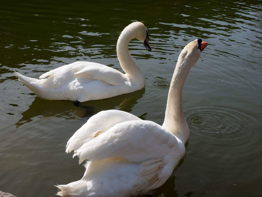 white swans