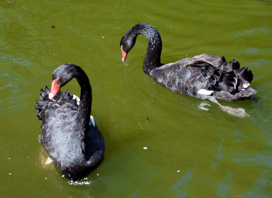 black swans