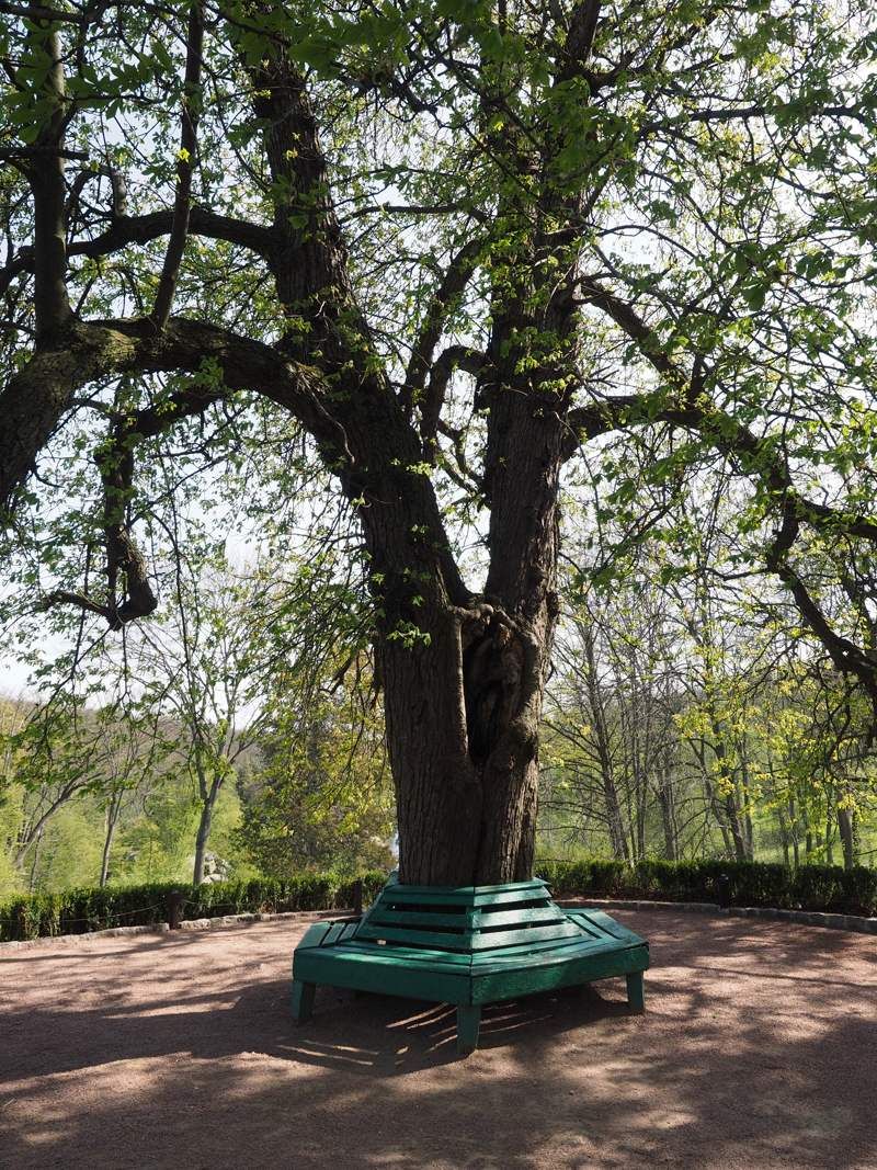 oak tree