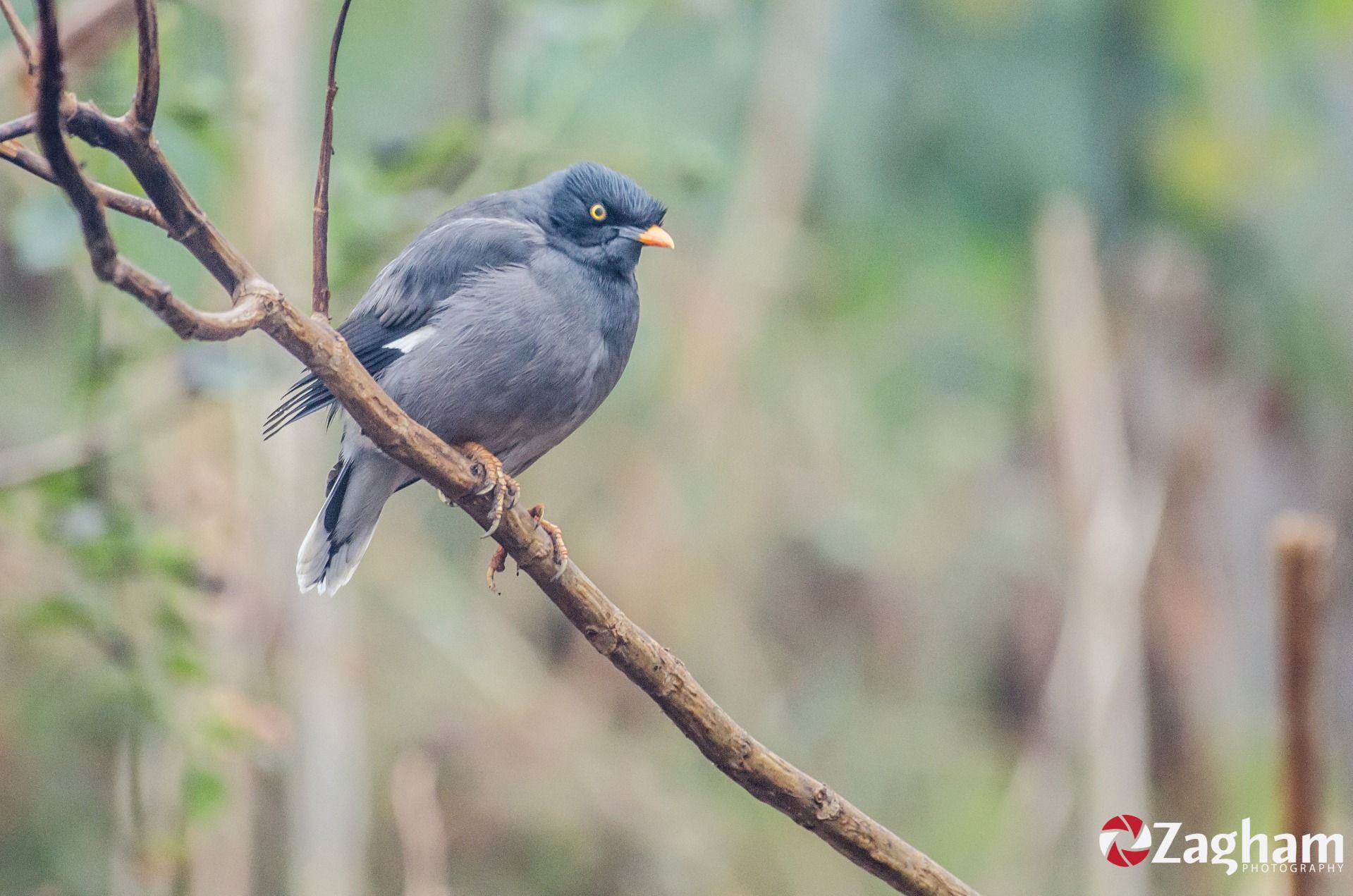Jungle Myna