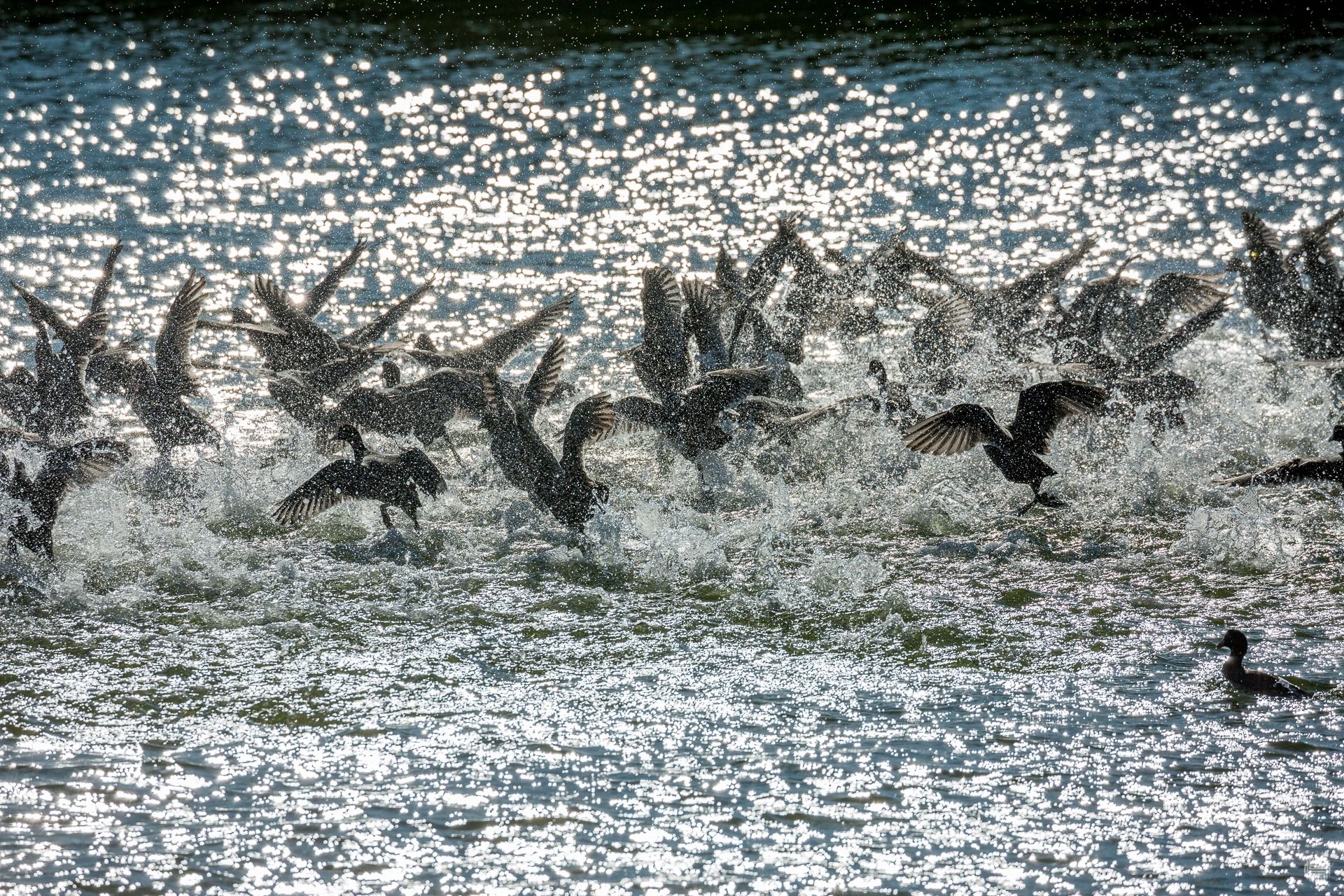 Lake Vistonida, Thracian Sea and surroundings... In two days (50 photos)