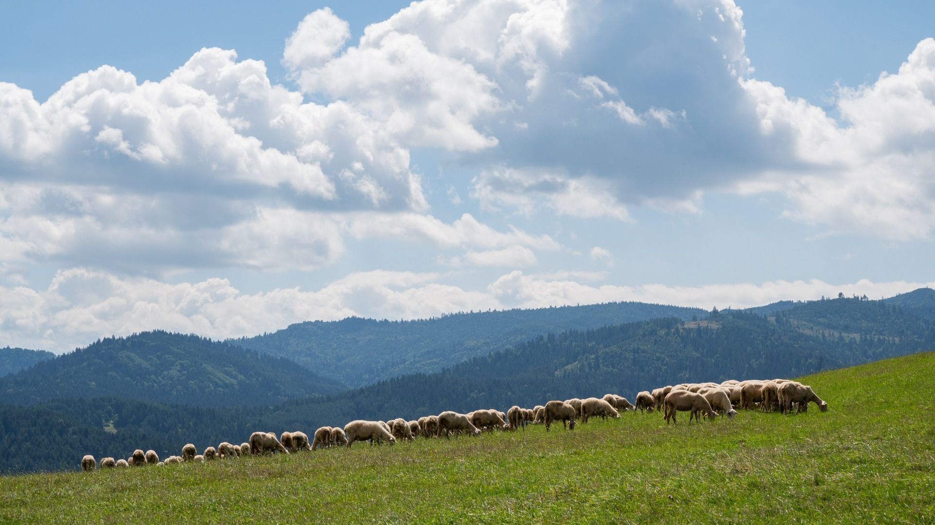 Stado owiec, które spotkaliśmy po drodze / A flock of sheep we met along the way.