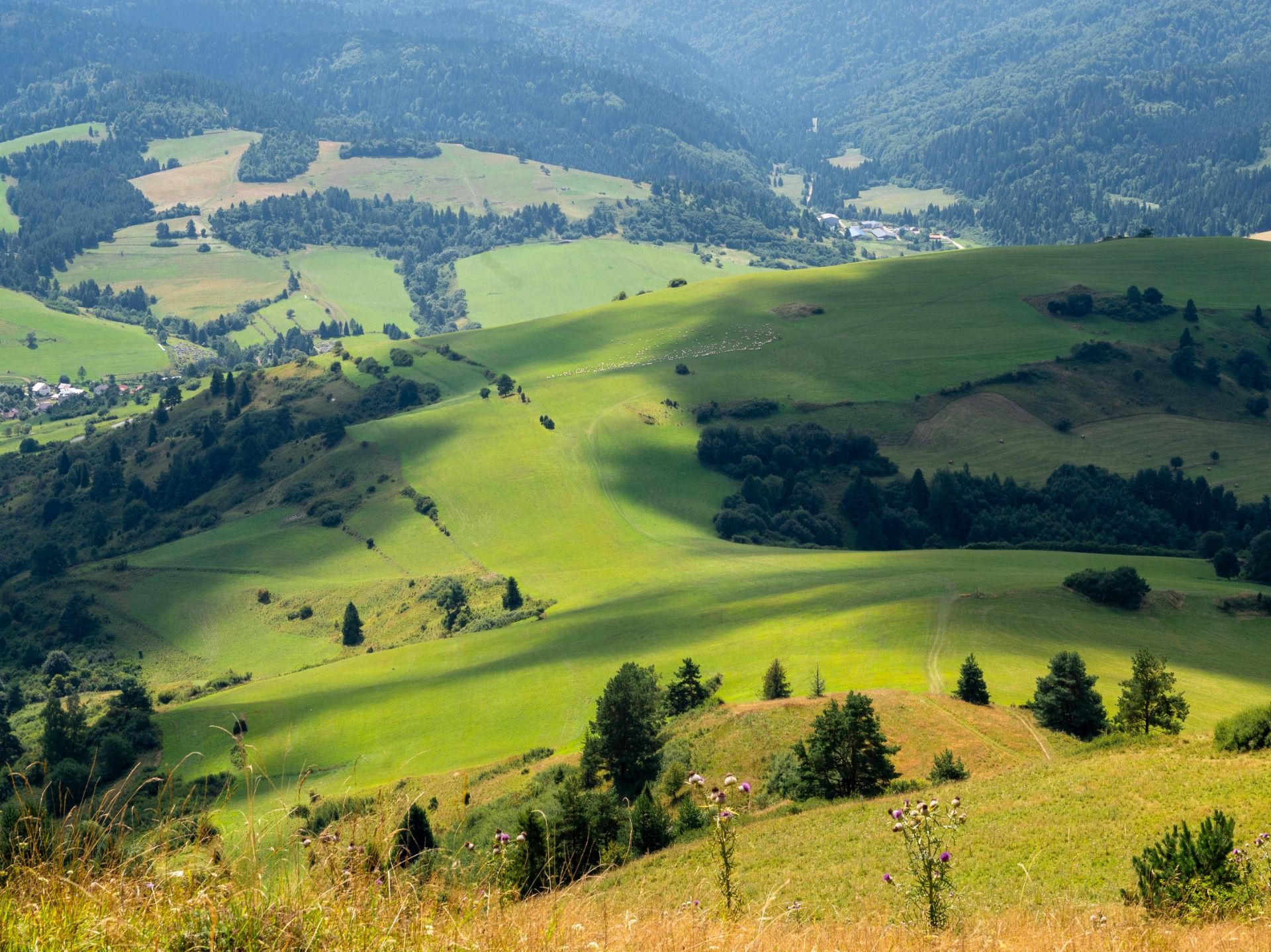 Te wzgórza i polany naprawdę mogą się podobać / These hills and meadows are really nice to watch.